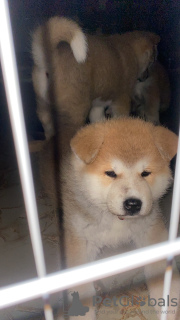 Photo №1. akita (chien) - à vendre en ville de Belgrade | négocié | Annonce №114280