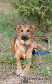 Photos supplémentaires: Chiot entre de bonnes mains ! Beau et intelligent Thor.