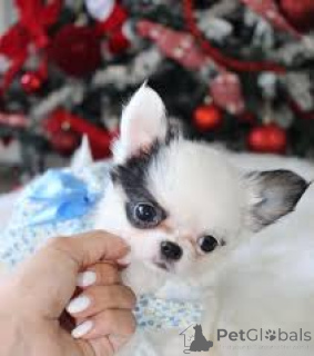 Photo №1. chihuahua - à vendre en ville de Flensburg | 700€ | Annonce №167598