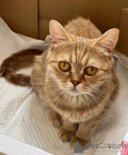 Photo №2 de l'annonce № 161177 de la vente munchkin - acheter à Allemagne éleveur