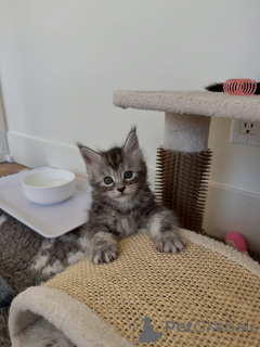 Photo №3. Chaton Maine Coon Tabby brun classique, marques audacieuses et grande. Allemagne