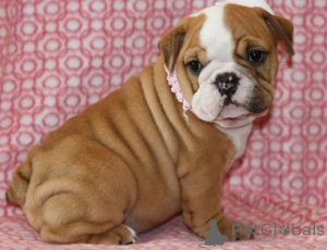Photo №2 de l'annonce № 178609 de la vente bulldog anglais - acheter à L'Autriche 