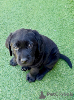 Photo №2 de l'annonce № 177478 de la vente labrador retriever - acheter à France annonce privée