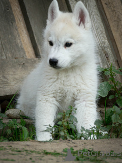 Photo №1. husky de sibérie - à vendre en ville de Belgrade | négocié | Annonce №127495