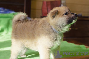 Photo №2 de l'annonce № 7195 de la vente akita (chien) - acheter à Ukraine annonce privée, éleveur