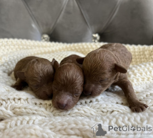 Photo №2 de l'annonce № 83946 de la vente caniche (jouet) - acheter à Pologne éleveur