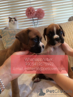 Photo №1. boxer - à vendre en ville de Nordfjordeid | négocié | Annonce №47613