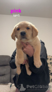 Photo №3. Beaux chiots Golden Labrador (entièrement vaccinés). La Grande-Bretagne