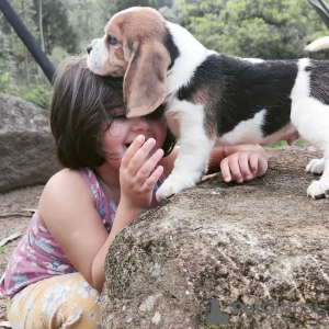 Photo №3. chiots beagle élevés dans une famille aimante. Allemagne