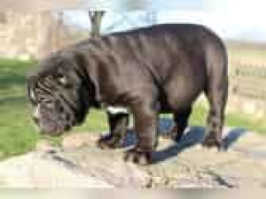 Photo №1. bulldog anglais - à vendre en ville de Marlow | 650€ | Annonce №847