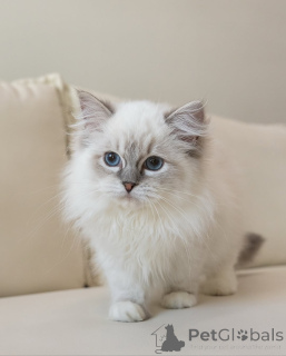 Photo №1. ragdoll - à vendre en ville de Alavus | 500€ | Annonce № 164177