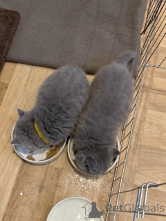Photo №2 de l'annonce № 159235 de la vente british shorthair - acheter à Belgique annonce privée