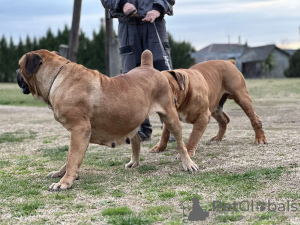 Photo №4. Je vais vendre boerboel en ville de Belgrade. éleveur - prix - négocié