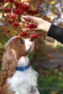 Photos supplémentaires: cavalier roi Charles Spaniel