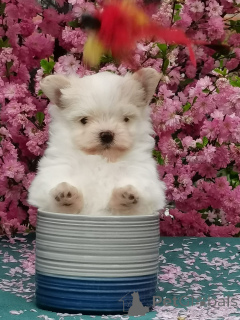 Photo №1. maltipu - à vendre en ville de Irkoutsk | 539€ | Annonce №142482