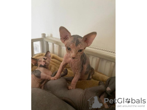 Photo №1. sphynx - à vendre en ville de Dubai | Gratuit | Annonce № 17428