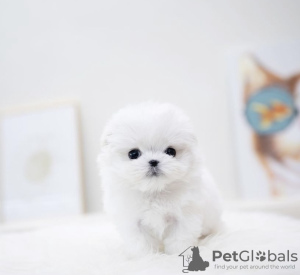 Photo №1. bichon à poil frisé - à vendre en ville de Texas City | 473€ | Annonce №105236