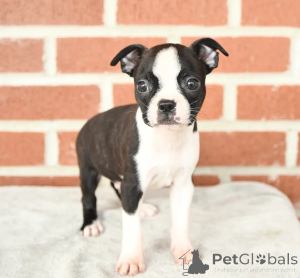 Photo №1. terrier de boston - à vendre en ville de Dundalk | négocié | Annonce №158227