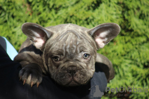 Photos supplémentaires: Chiots bouledogues français exotiques