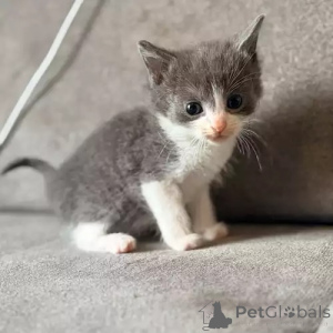 Photo №3. Chatons bleu russe de race pedigree. Pologne