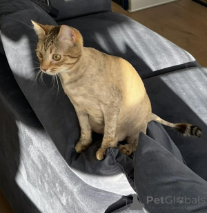 Photo №4. Je vais vendre  en ville de Minsk. annonce privée - prix - Gratuit