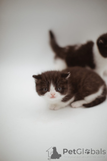 Photo №1. persan - à vendre en ville de Essinggen | 240€ | Annonce № 144556