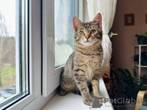 Photos supplémentaires: Le charmant chaton rayé Lyolik est à la recherche d'un foyer et d'une famille