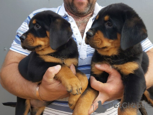 Photo №3. Chiots rottweilers. La Lettonie