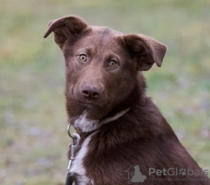 Photo №2 de l'annonce № 21675 de la vente chien bâtard - acheter à Fédération de Russie annonce privée