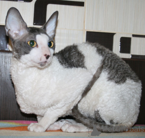 Photo №3. Mignons chatons Cornish Rex actuellement disponibles. Bulgarie