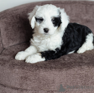 Photos supplémentaires: Adorables chiots à adopter