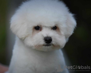 Photo №1. bichon à poil frisé - à vendre en ville de Belgrade | négocié | Annonce №100386