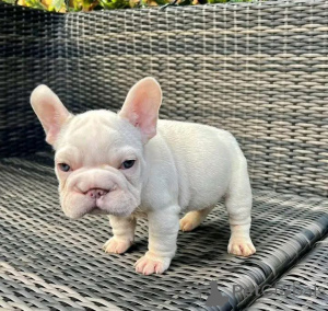 Photo №3. Ce superbe chiot bouledogue français est plein de charme, d'amour et de. L'Autriche