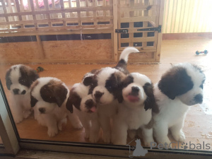 Photo №3. Chiots Saint-Bernard. Pays Bas