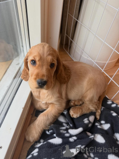 Photo №1. cocker spaniel anglais - à vendre en ville de Lyon | négocié | Annonce №163762