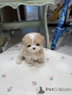 Photo №1. maltipu - à vendre en ville de Brême | négocié | Annonce №154942