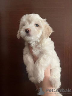 Photo №4. Je vais vendre maltipu en ville de Москва. annonce privée - prix - 1327€