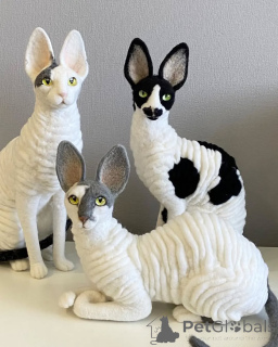Photo №1. cornish rex - à vendre en ville de Berlin | Gratuit | Annonce № 164210