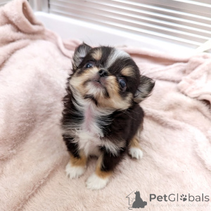 Photo №2 de l'annonce № 163646 de la vente chihuahua - acheter à La finlande annonce privée, de l'abri