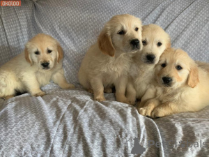 Photo №2 de l'annonce № 135482 de la vente golden retriever - acheter à USA annonce privée