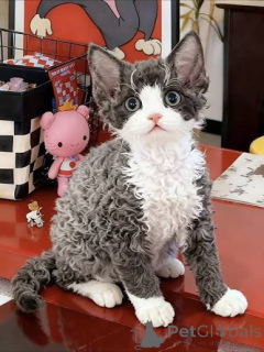 Photo №1. devon rex - à vendre en ville de Anvers | 500€ | Annonce № 172706