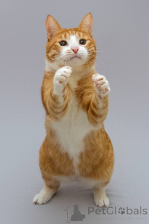 Photo №4. Je vais vendre  en ville de Khimki. de l'abri - prix - Gratuit