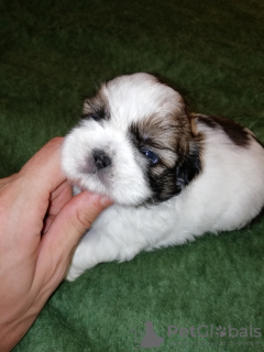 Photo №3. Shih Tzu. Lituanie