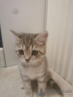 Photo №3. Bkh. Allemagne