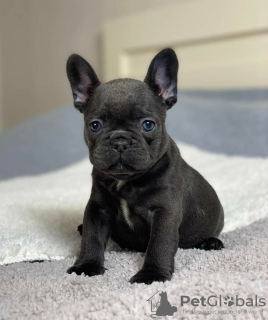 Photo №1. bouledogue - à vendre en ville de Vilnius | négocié | Annonce №128621