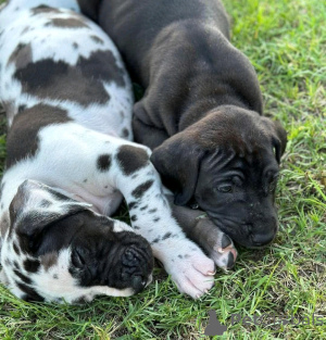 Photo №1. dogue allemand - à vendre en ville de Berlin | 1000€ | Annonce №138879