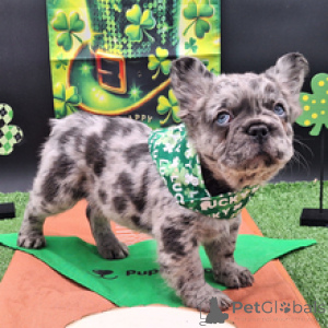 Photo №3. Bouledogue Français Mâle de 9 semaines Prêt à rentrer à la maison. Allemagne