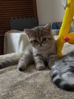 Photo №3. Les chatons courts européens ont un nouveau look aujourd'hui.. Belgique