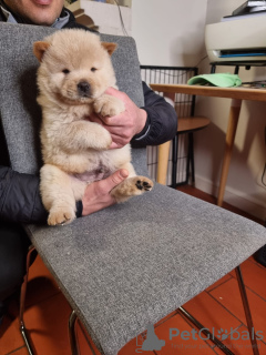 Photos supplémentaires: Chiots Chow Chow mignons