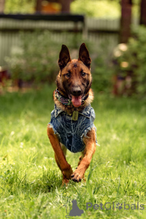 Photo №1. berger belge - à vendre en ville de Москва | Gratuit | Annonce №135522